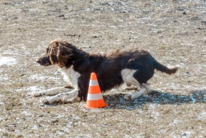 Vier neue Flächensuchhunde